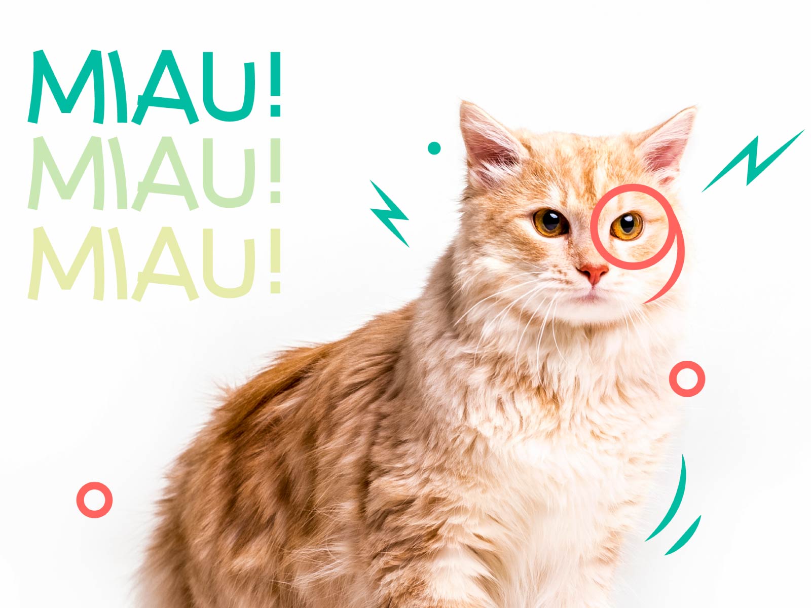 Núria Royo, Cofundadora y DMM de La Mapache